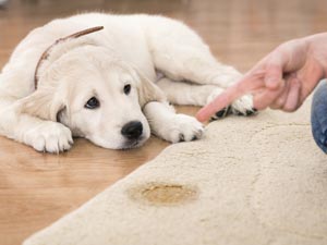 pet stain urine removal services toronto gta